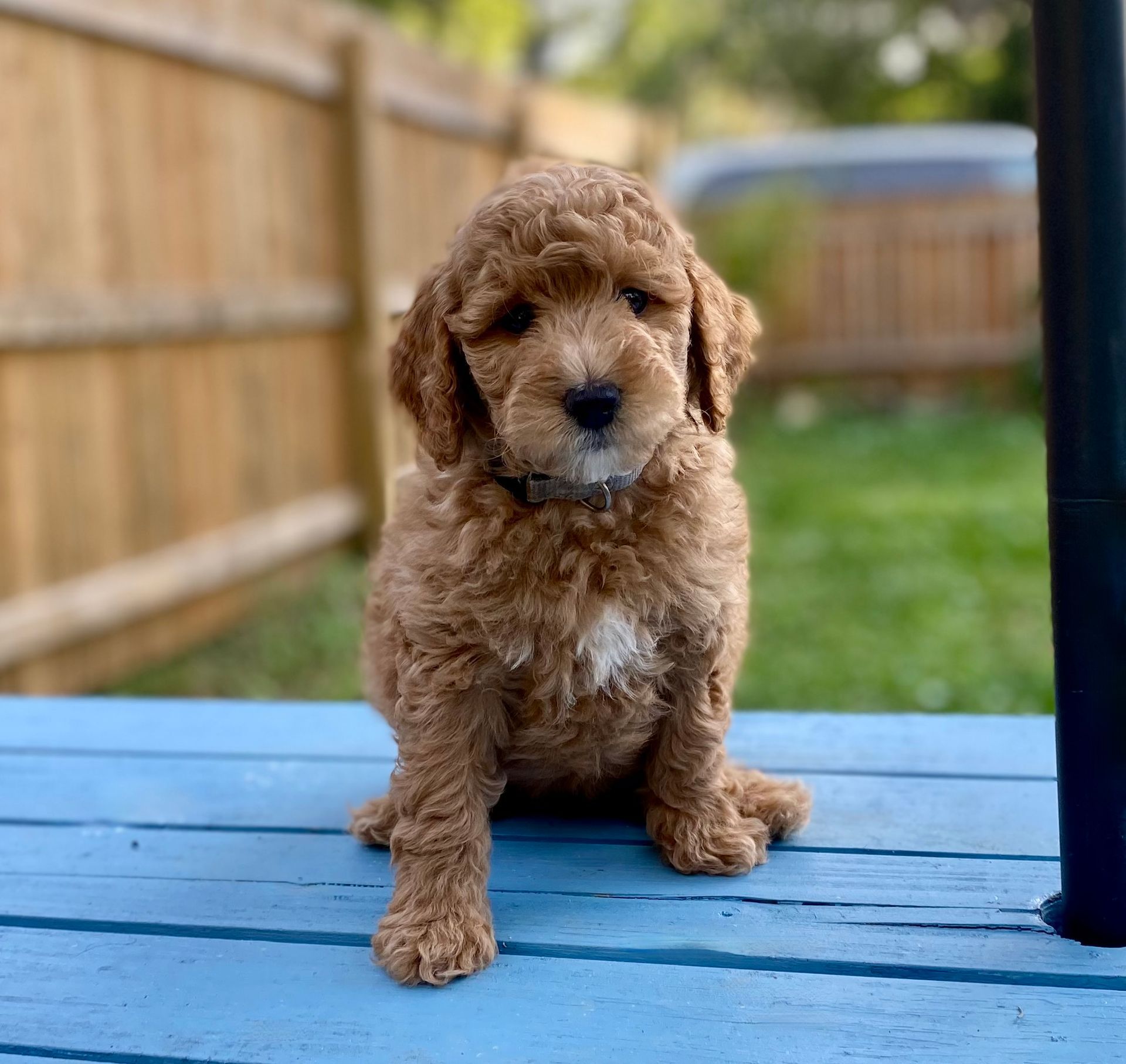 A brown puppy is sitting on a blue table