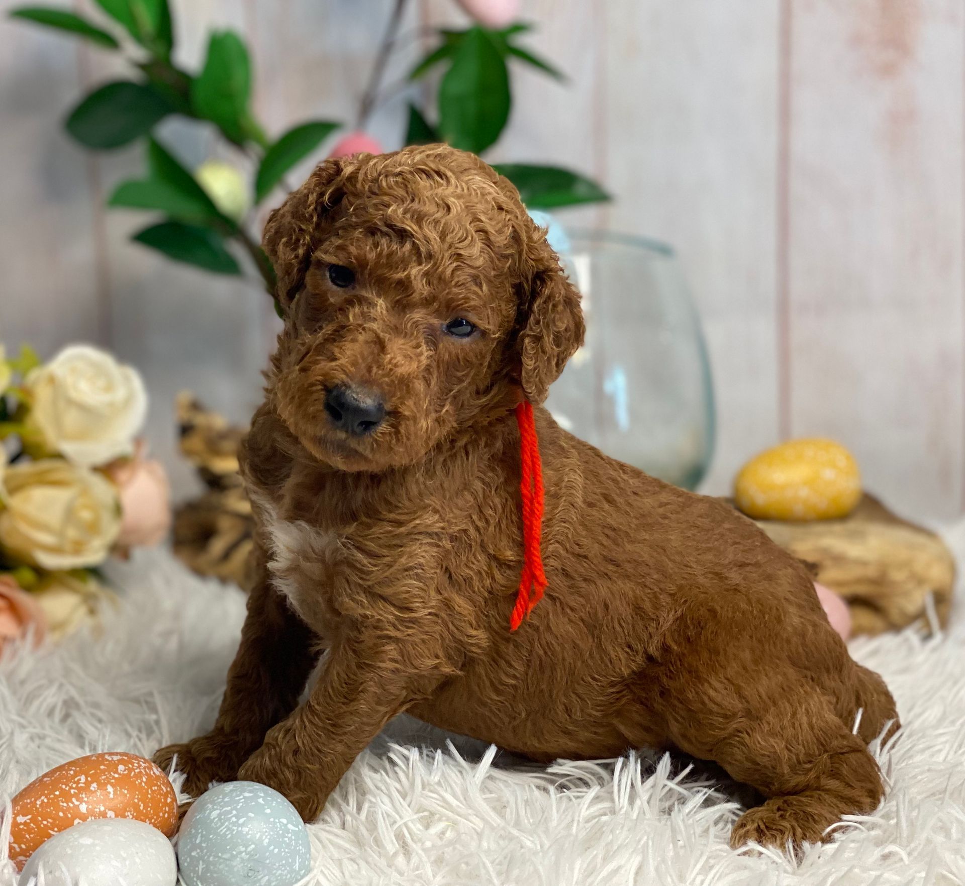 A brown puppy with a red ribbon around its neck is sitting on a blanket next to easter eggs.