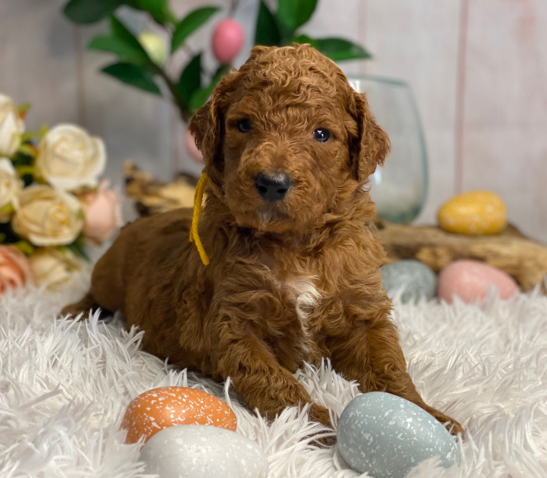 A brown puppy is laying on a white blanket next to easter eggs.