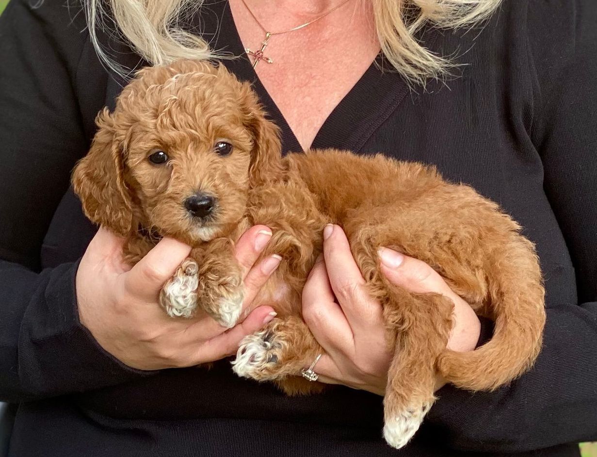 A woman is holding a small brown Goldendoodle puppy