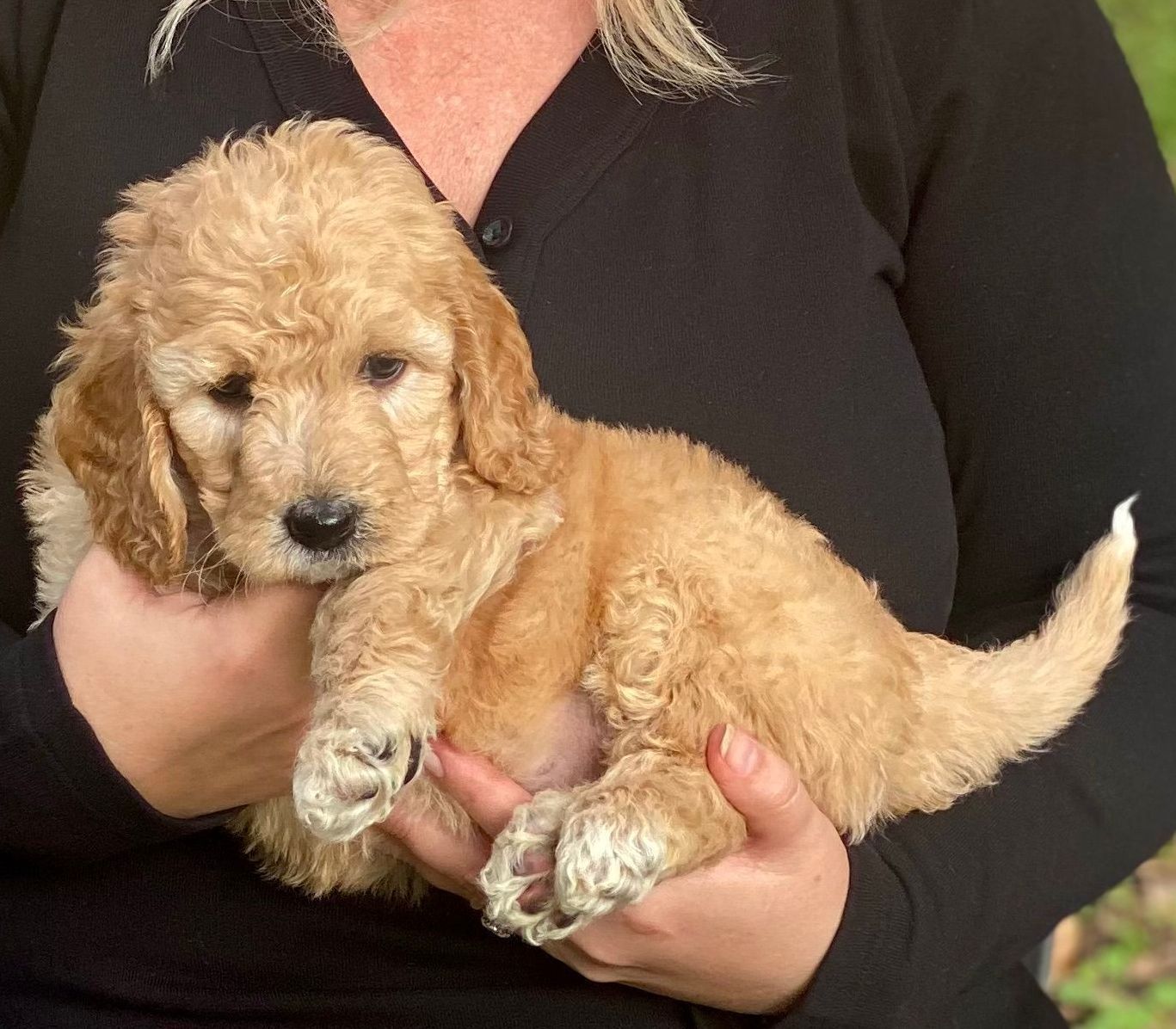 A woman is holding a small brown puppy in her hands