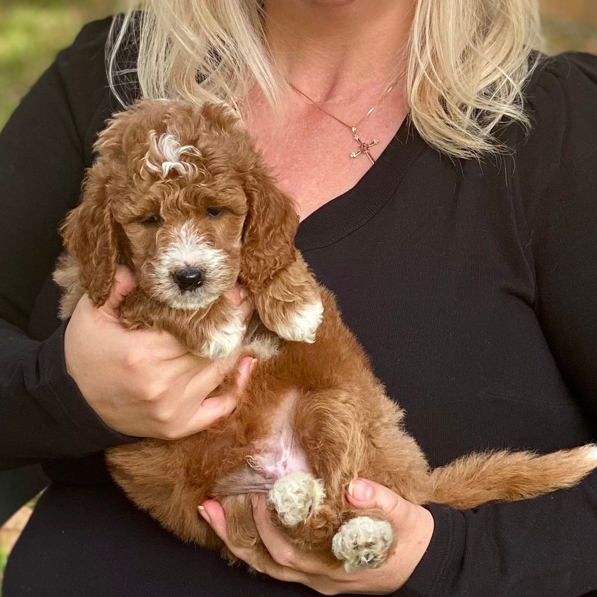 A woman is holding a brown and white puppy in her arms.