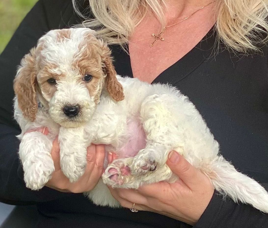 A woman is holding a brown and white puppy in her hands.