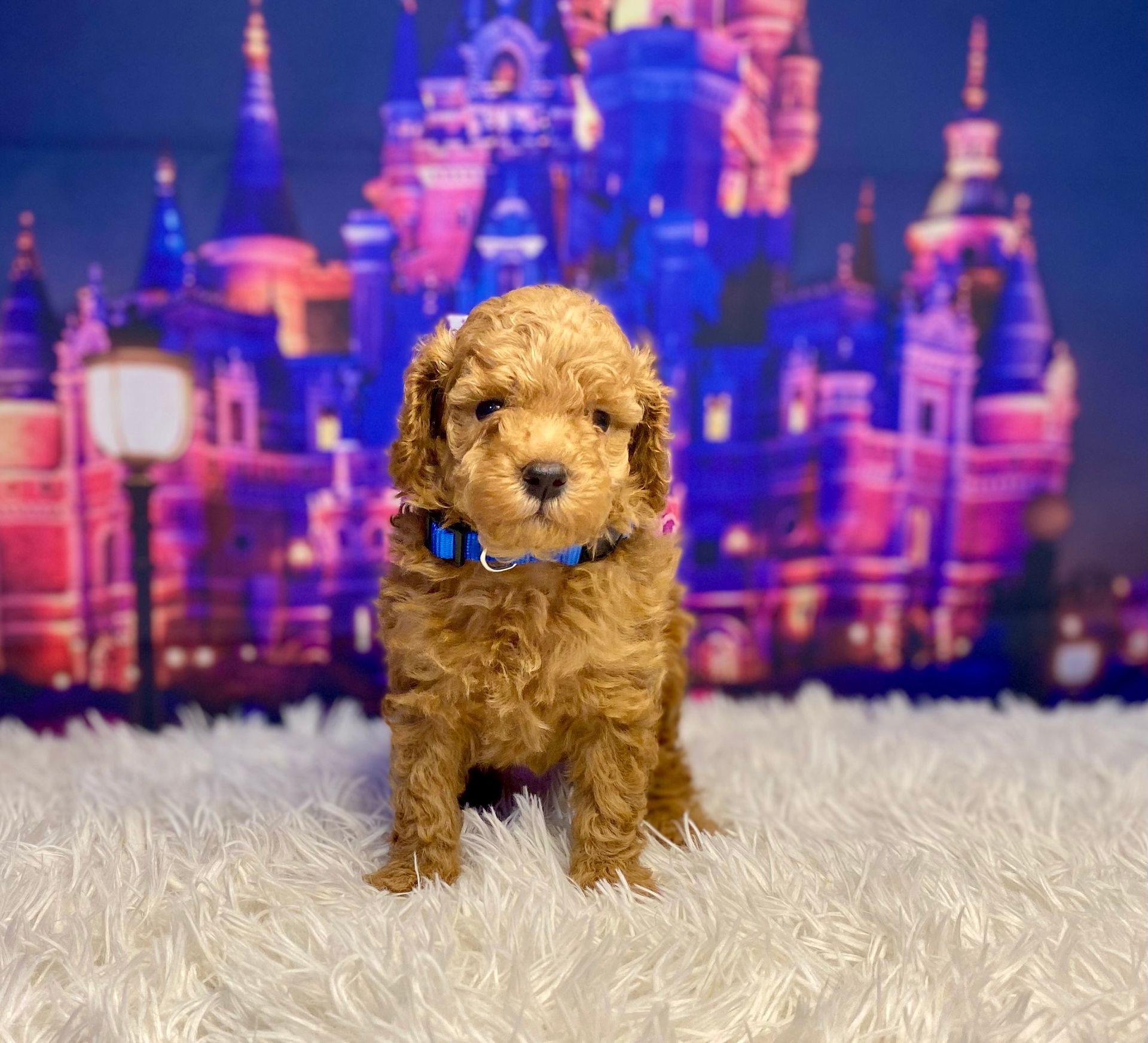 A small brown poodle puppy is sitting on a white blanket in front of a castle.