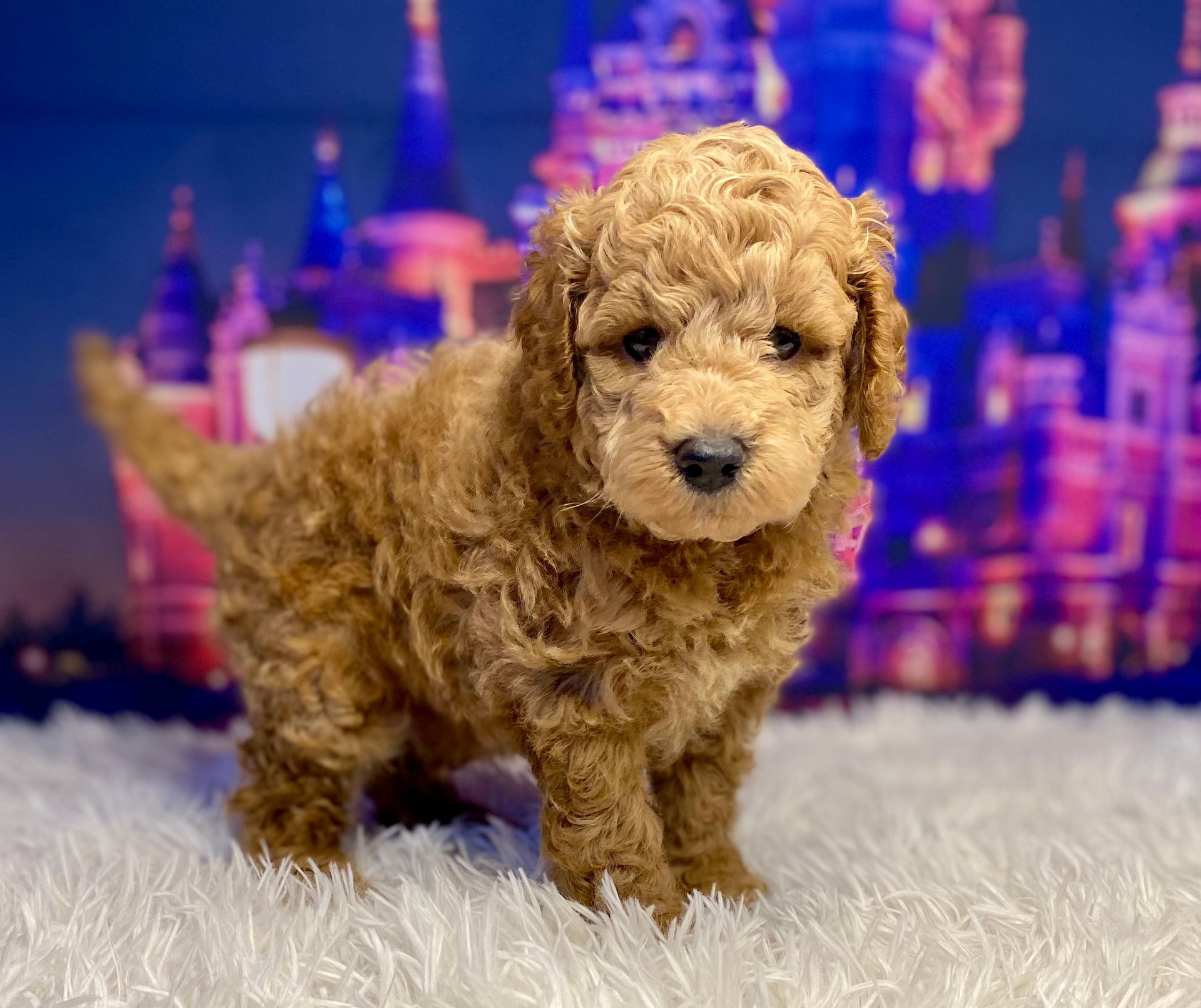 A small brown poodle puppy is standing on a white carpet in front of a city skyline.