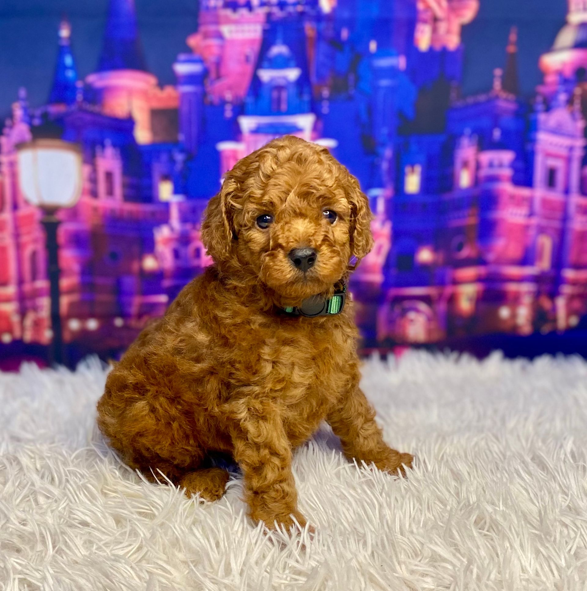 A brown poodle puppy is sitting on a white blanket in front of a city skyline.