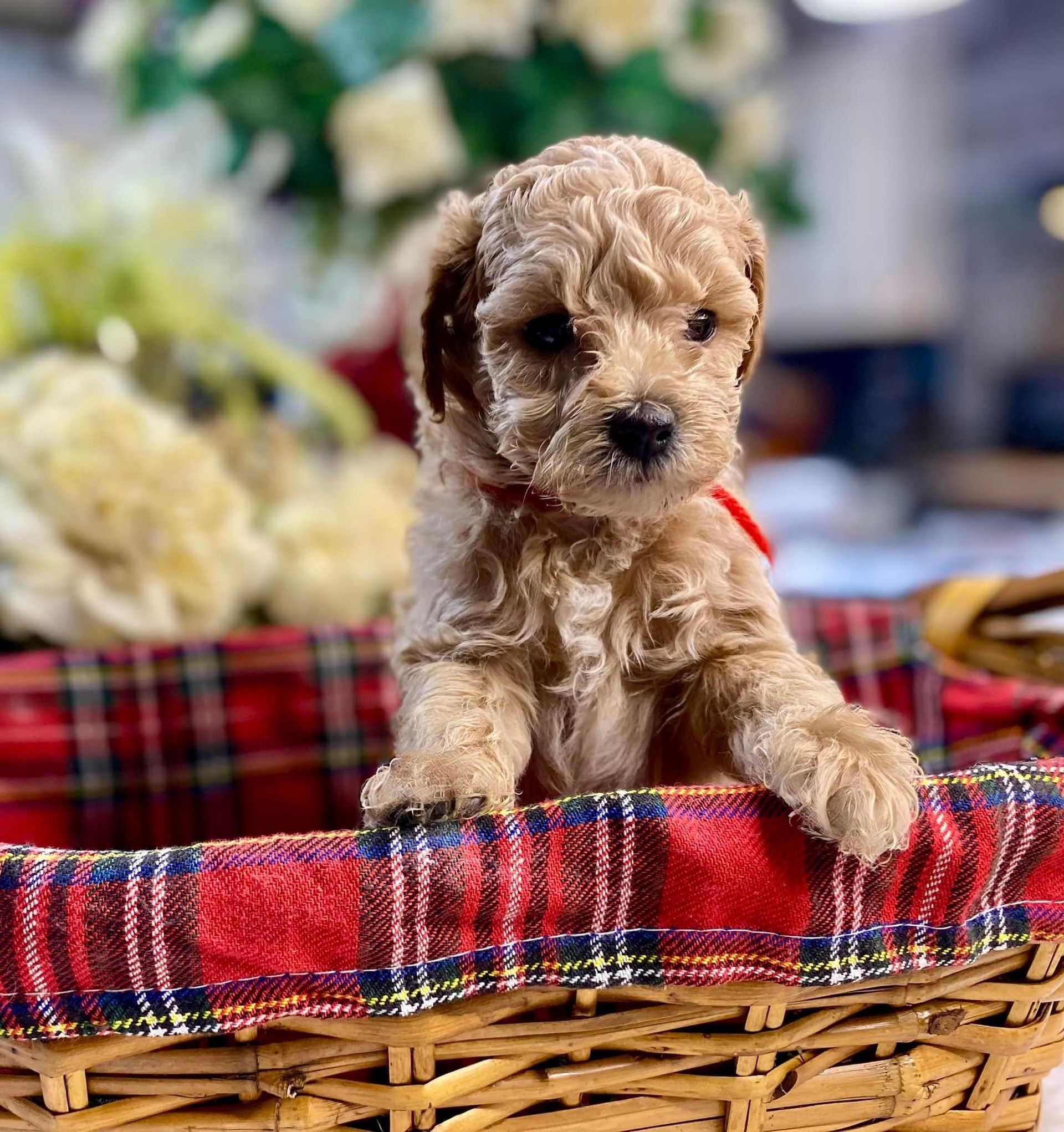 A small poodle puppy is sitting in a wicker basket.