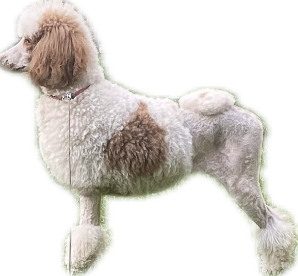 A white and brown poodle is standing on a white background.