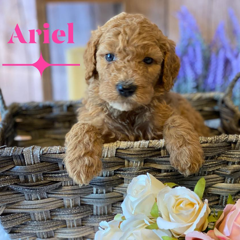 A puppy named ariel is sitting in a basket of flowers.