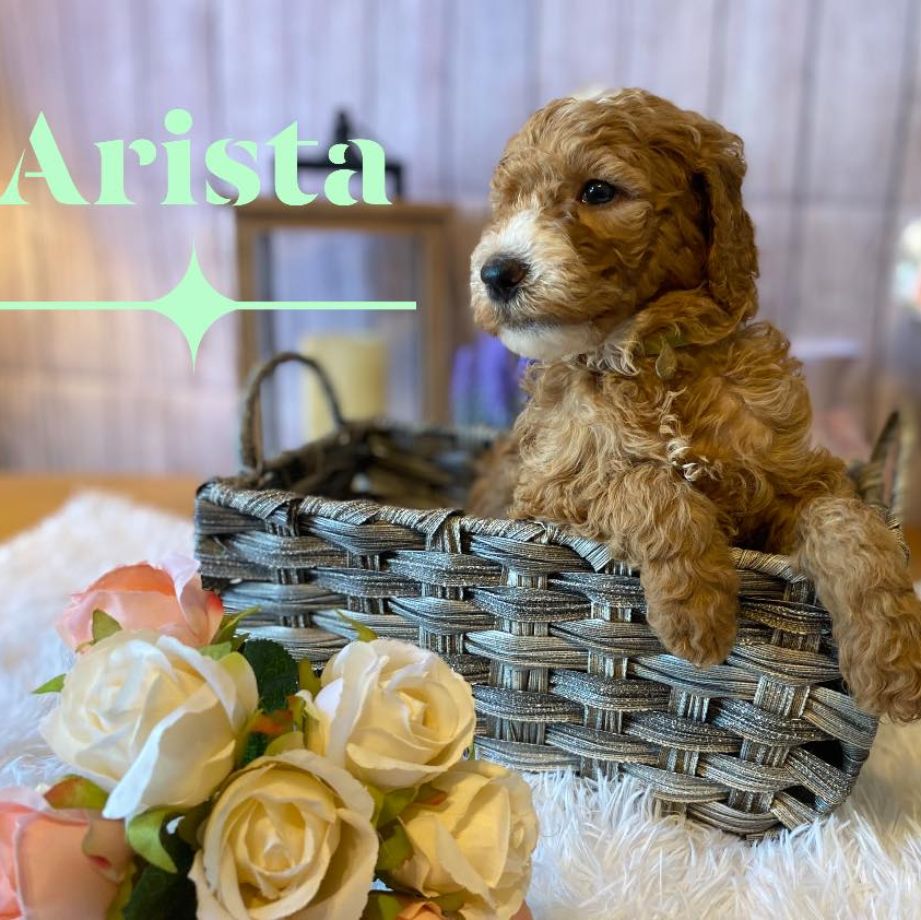 A puppy named arista is sitting in a basket of flowers