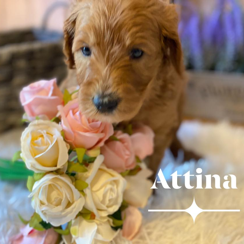 A puppy named attina is holding a bouquet of roses