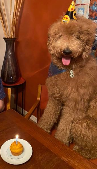 A brown dog wearing a party hat is sitting at a table with a cupcake on it.