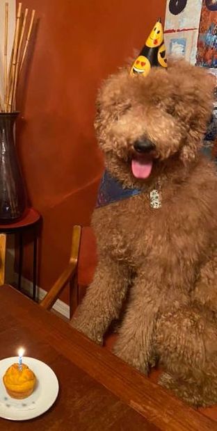 A brown dog wearing a party hat is sitting at a table with a cupcake on it.