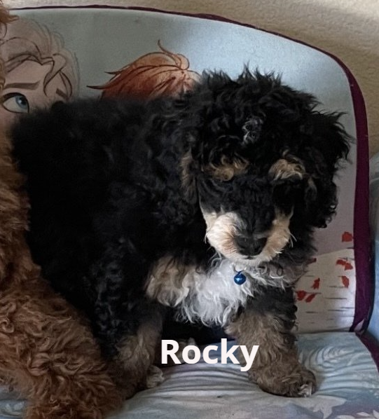 A puppy named rocky is laying on a bed
