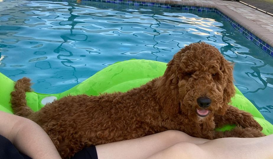 A brown dog is laying on a green raft in a swimming pool.