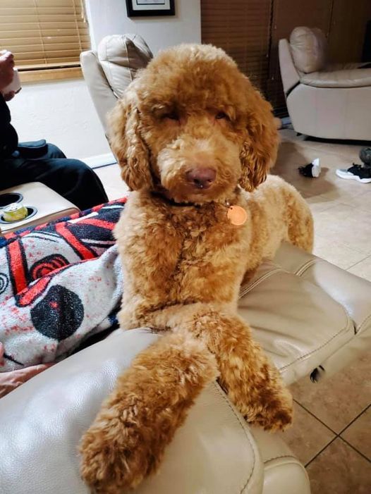 A brown poodle is sitting on a couch in a living room.