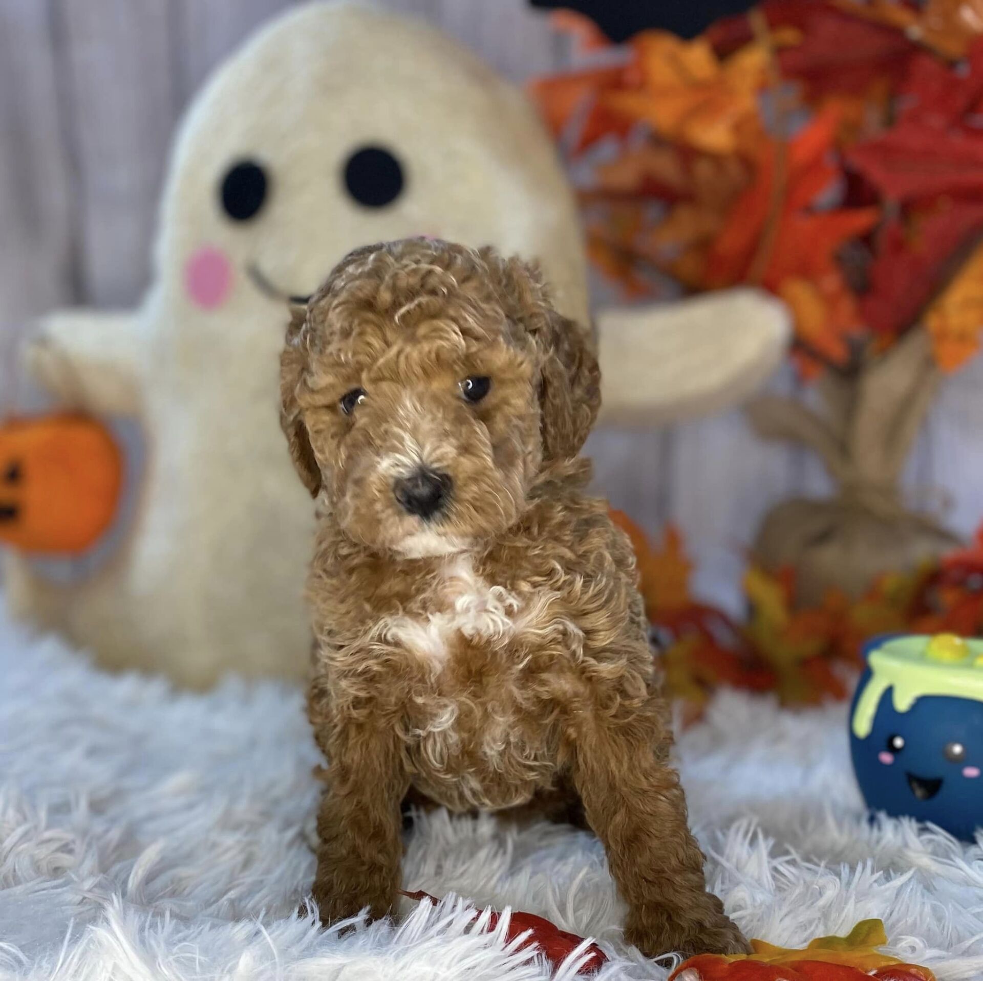 A puppy is standing in front of a stuffed ghost
