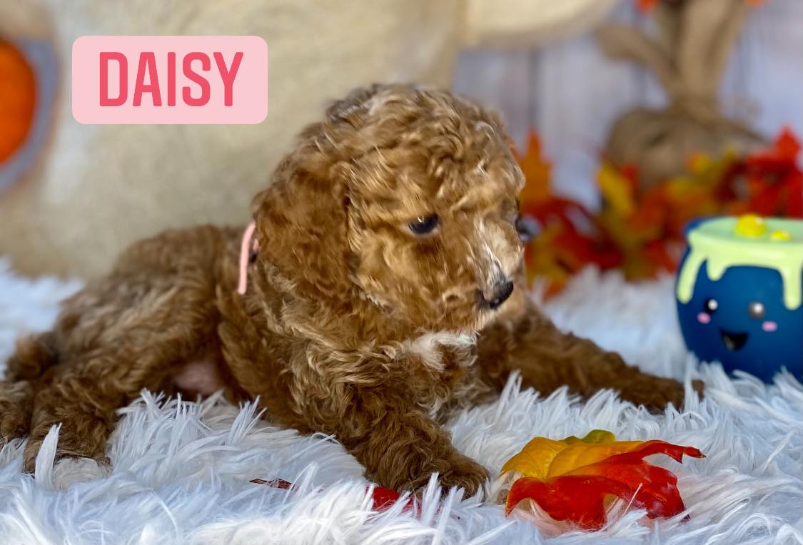 A poodle puppy named daisy is laying on a white blanket