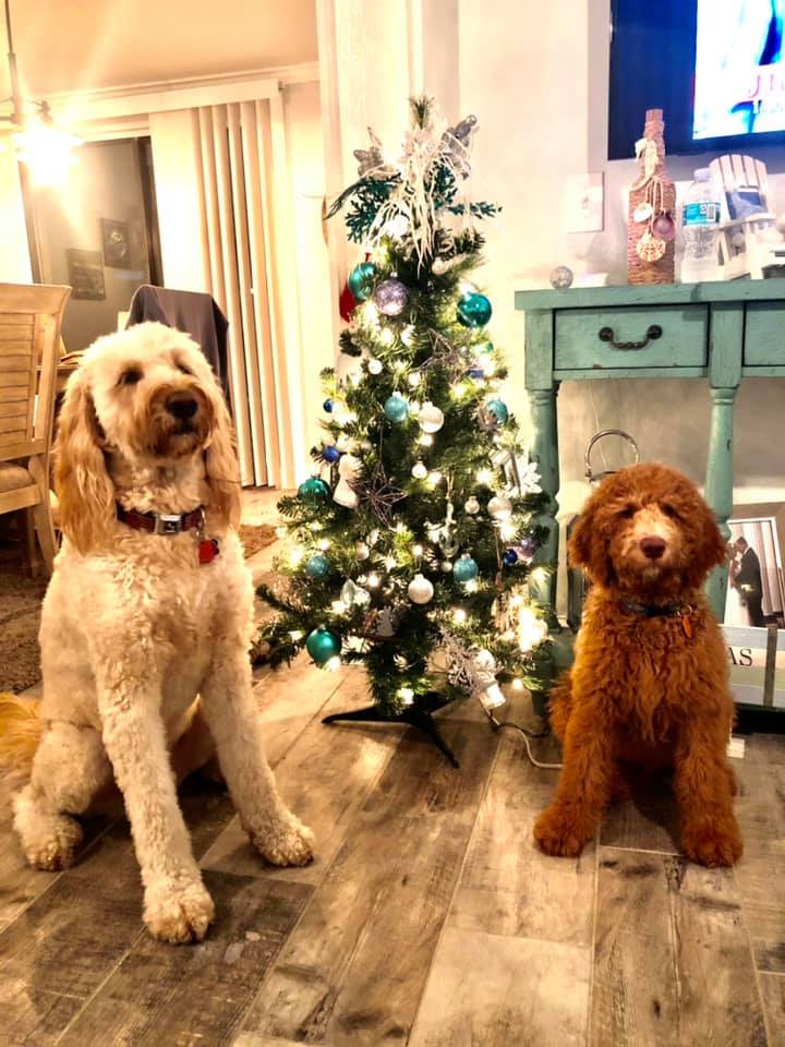 Two dogs are sitting next to a christmas tree in a living room.