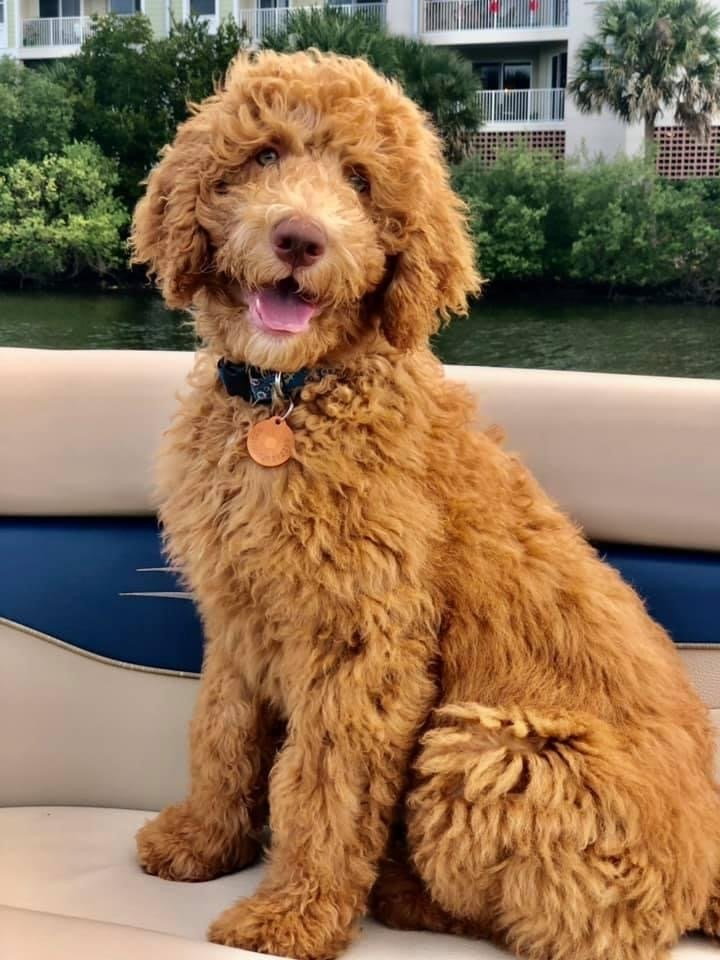 A brown dog is sitting on a boat in front of a body of water.