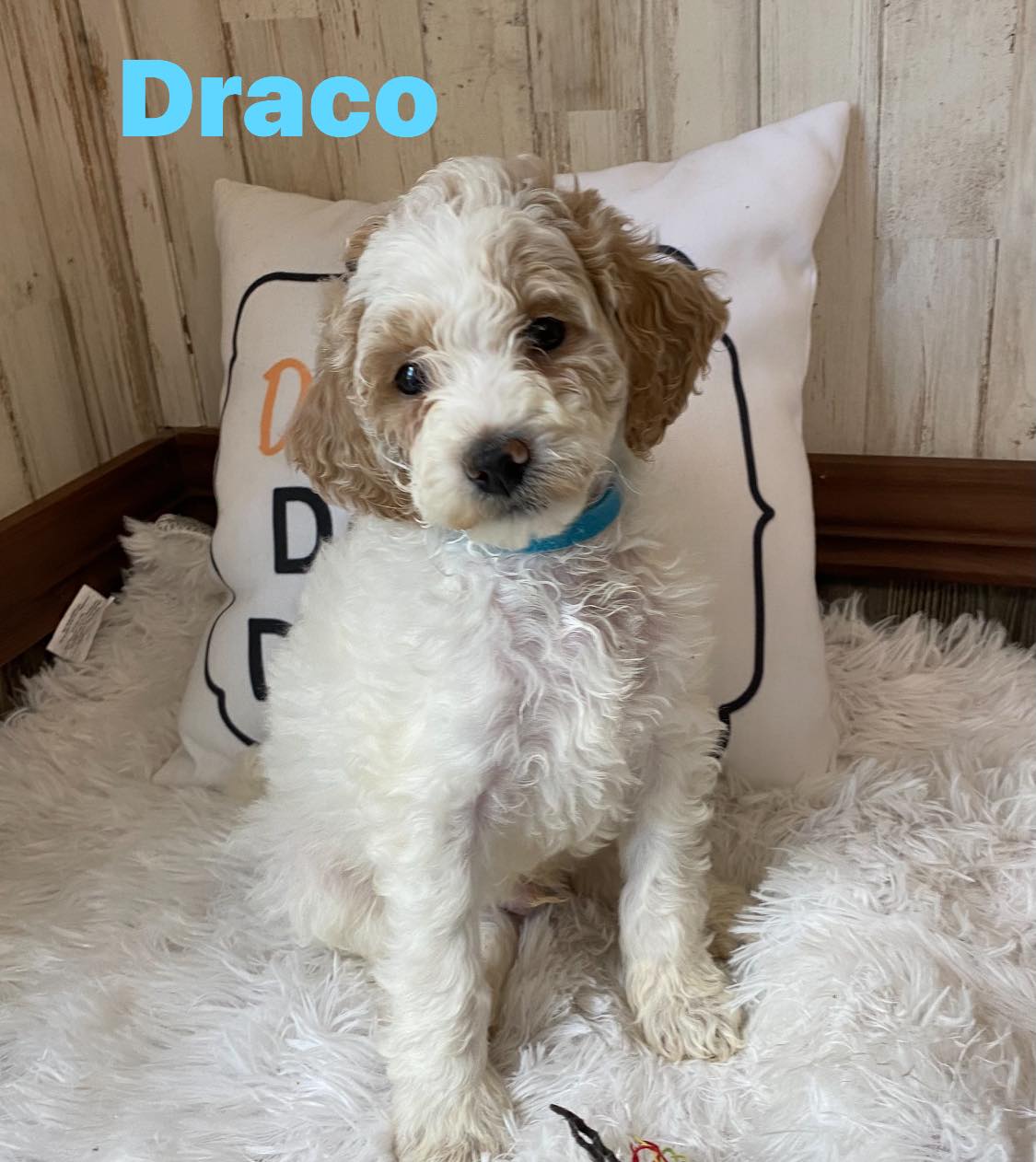 A puppy named draco is sitting next to a pillow