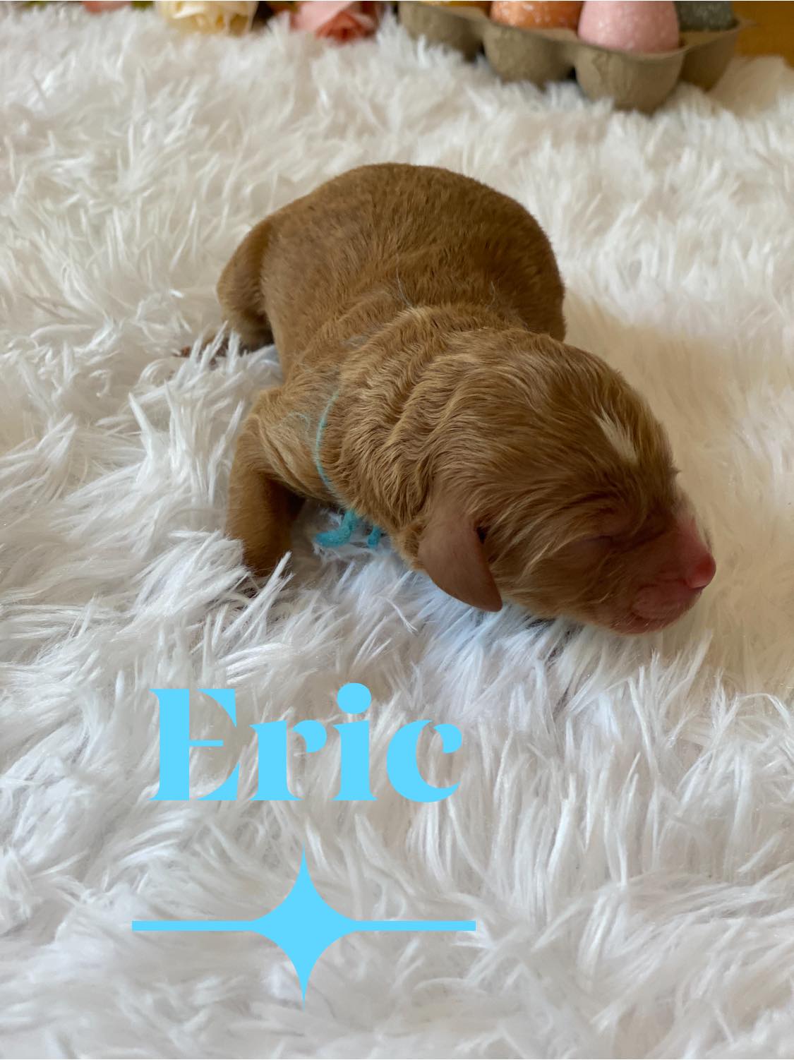 A brown puppy is laying on a white blanket.