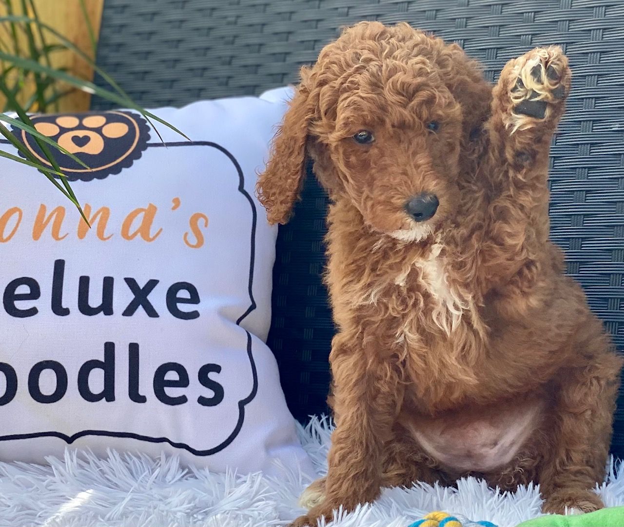 A puppy is sitting next to a pillow that says ' anna 's deluxe poodles '