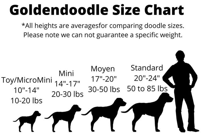 Mini Goldendoodle Growth Chart Best Medium Goldendoodle Growth