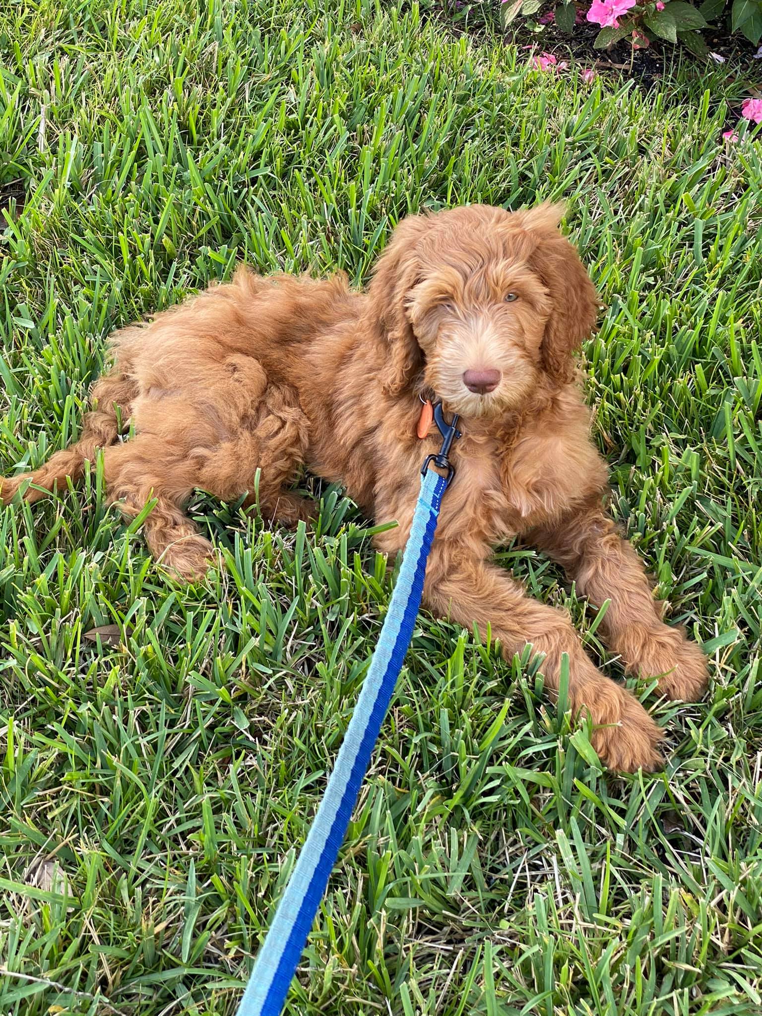 A brown puppy is laying on a blue leash in the grass.