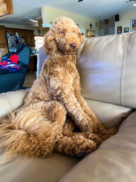 A brown poodle is sitting on a couch in a living room.