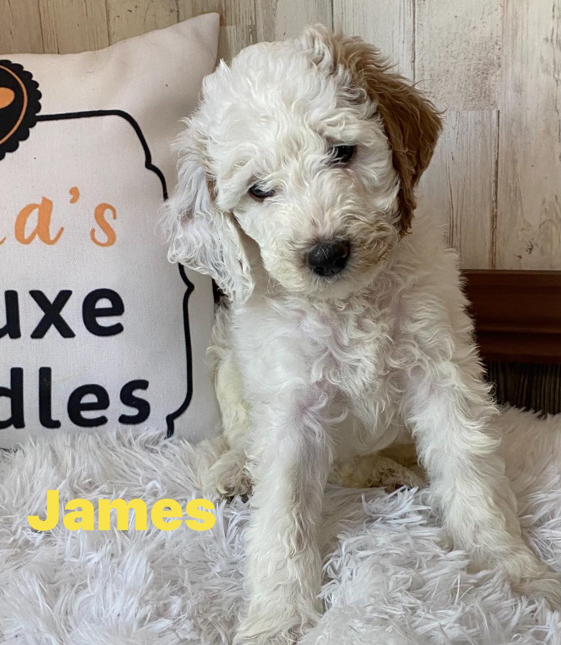 A puppy is sitting next to a pillow that says james
