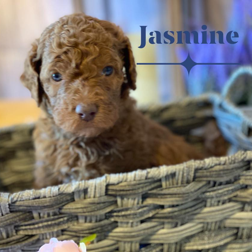 A puppy named jasmine is sitting in a basket