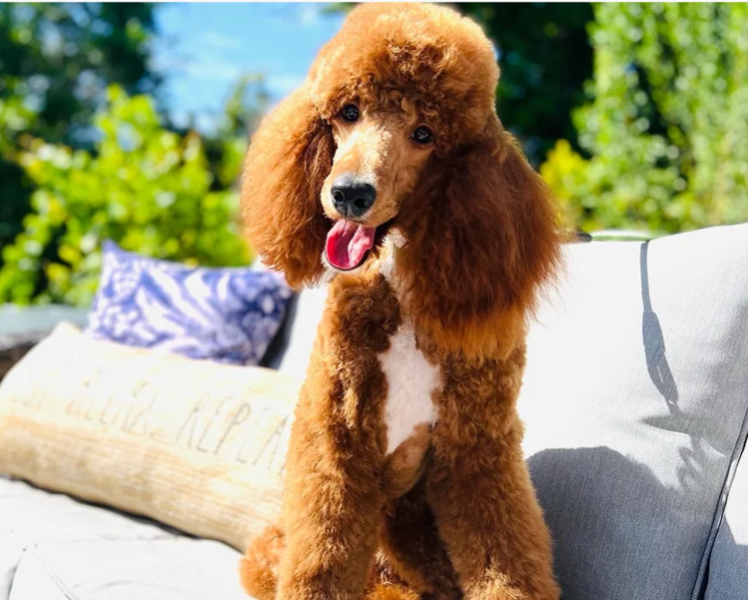 A brown poodle is sitting on a couch with its tongue hanging out.