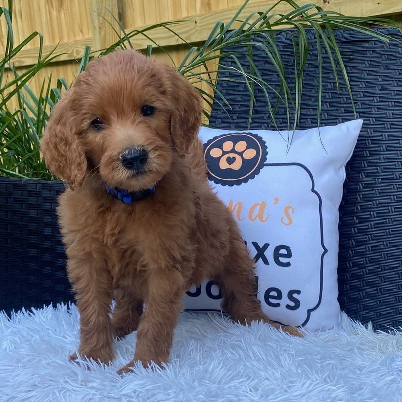 A puppy is sitting next to a pillow that says nana 's xe cookies
