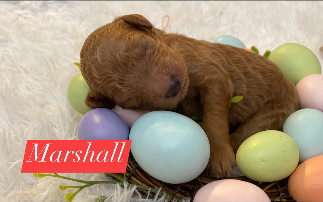 A brown puppy is sleeping in a nest of easter eggs
