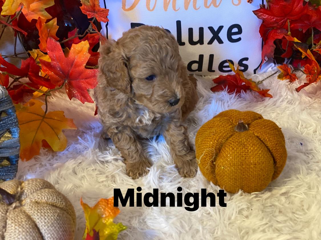 A puppy is sitting on a blanket next to a pumpkin and leaves.