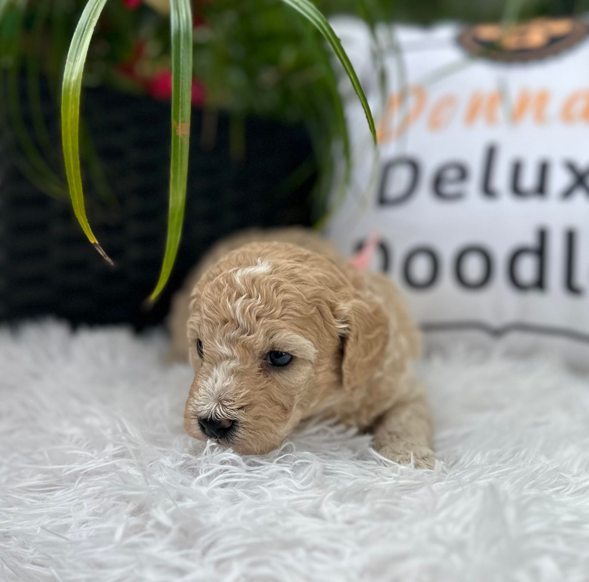 A puppy is laying on a blanket next to a pillow that says delux good.