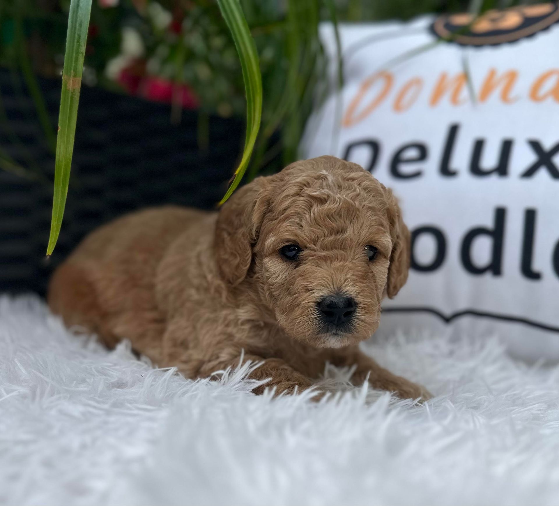 A puppy is laying on a white blanket next to a pillow that says donna deluxe poodle