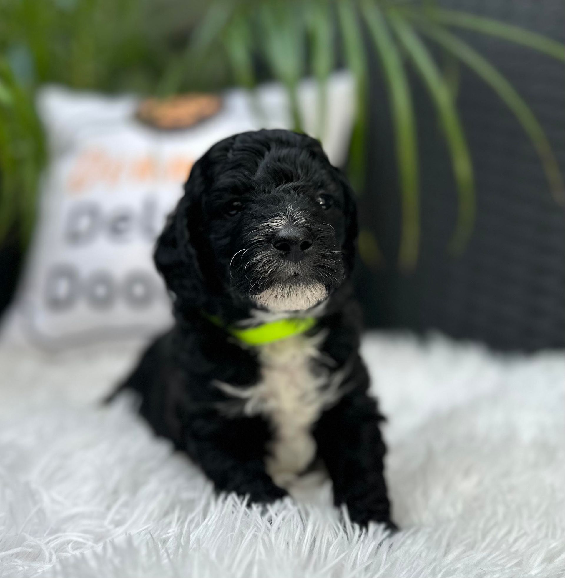 A black and white puppy is sitting on a white blanket.