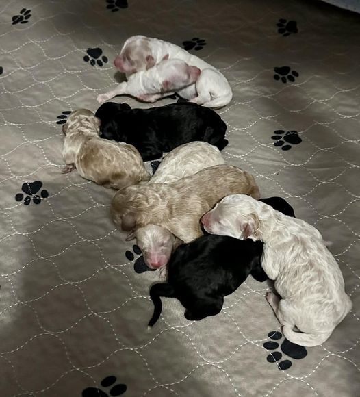 A group of puppies are laying on a blanket on the floor.