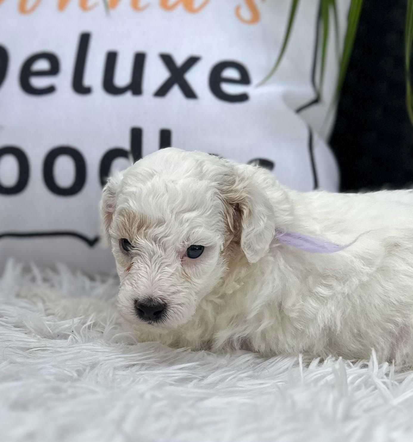 A small white puppy is laying on a white rug in front of a pillow that says deluxe food.