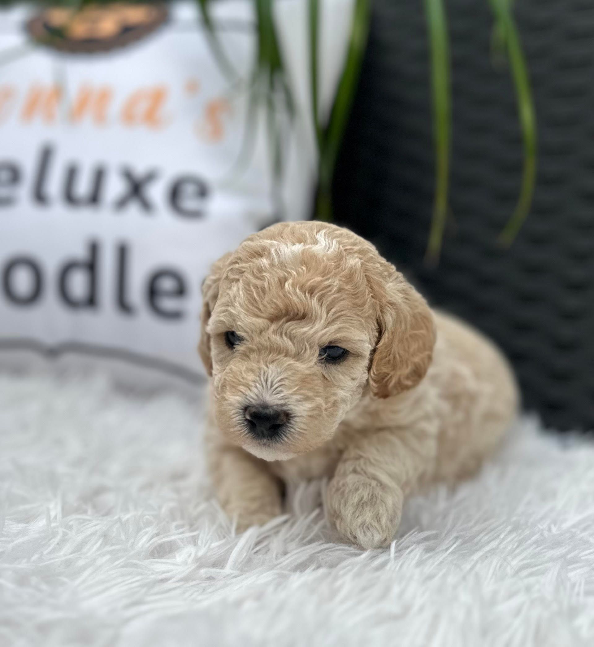 A small poodle puppy is sitting on a white blanket next to a pillow.