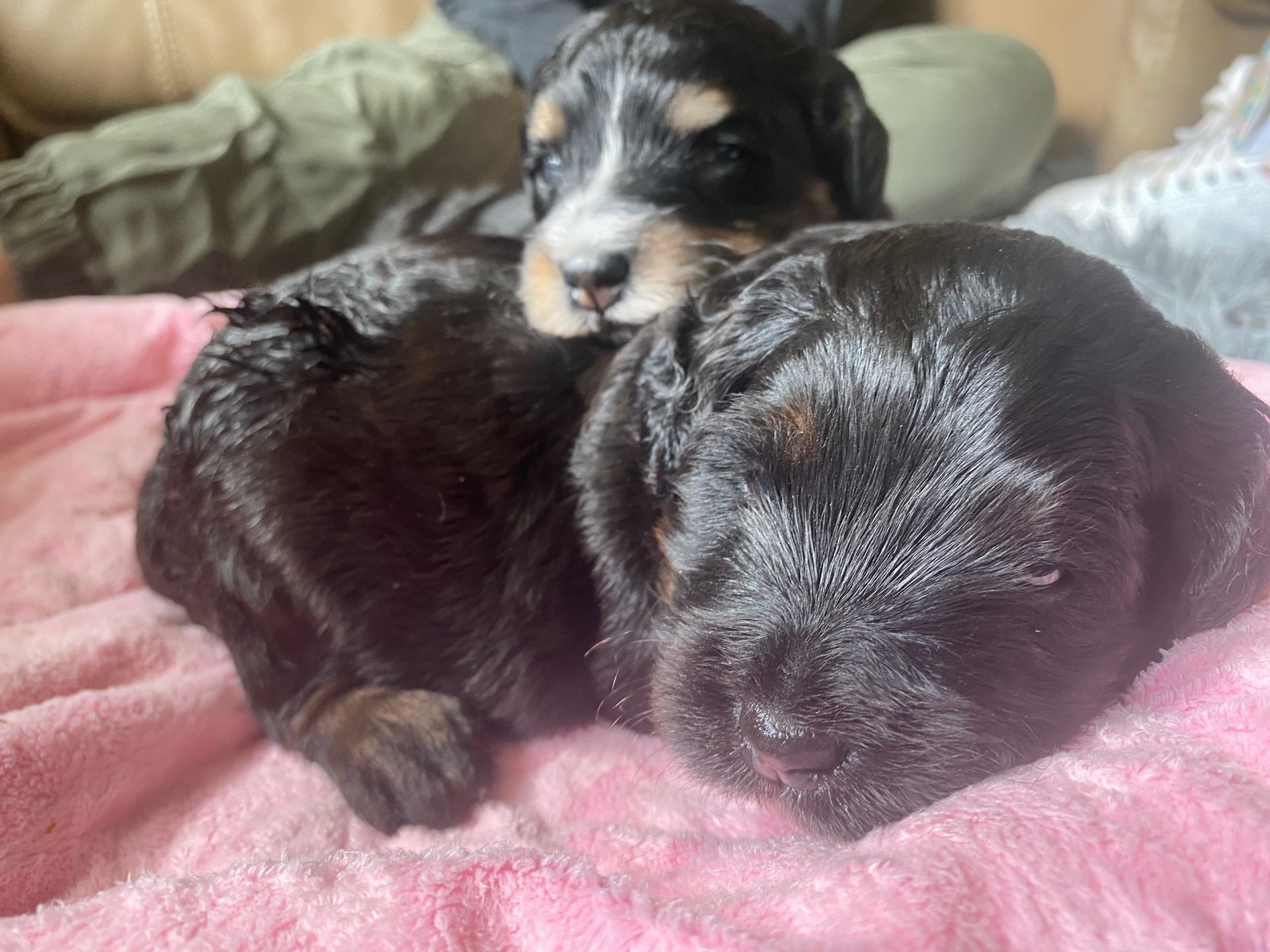 Two puppies are sleeping on a pink blanket on a bed.