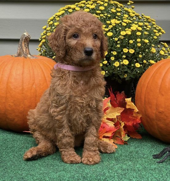 A poodle puppy is sitting in front of pumpkins and flowers.