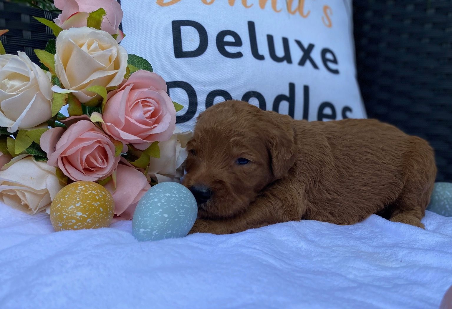 A puppy is laying next to a pillow that says deluxe doodles.