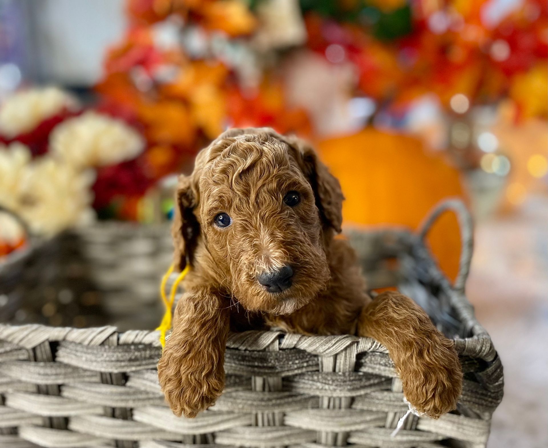 A brown poodle puppy is sitting in a wicker basket.