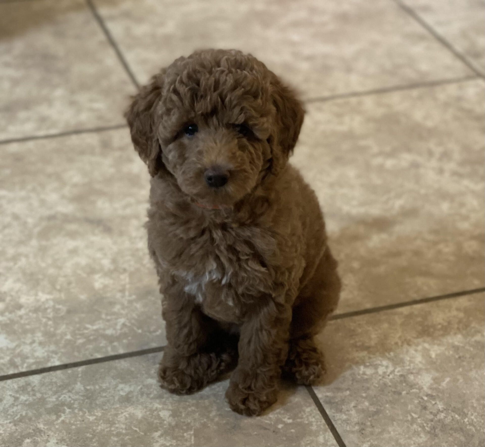 A brown poodle puppy is sitting on a tiled floor and looking at the camera.