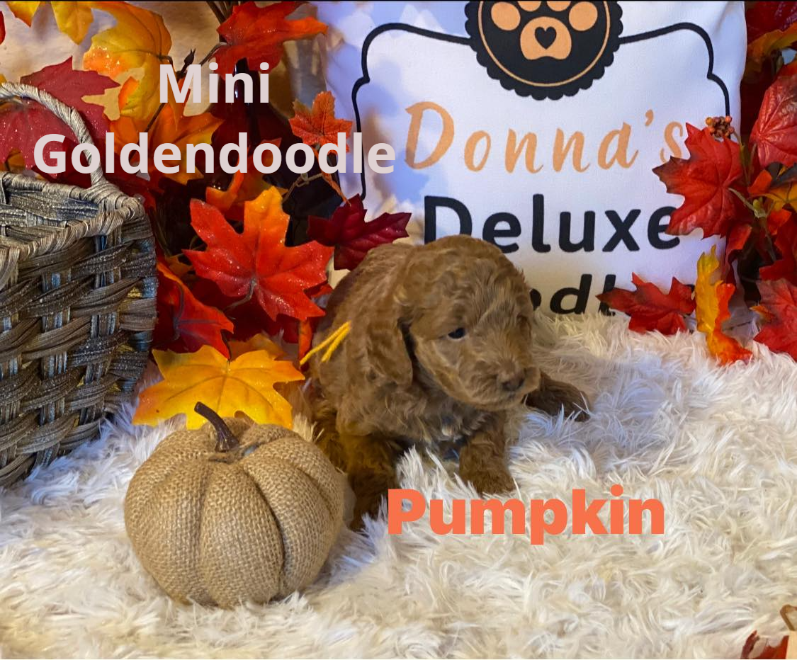 A goldendoodle puppy is laying on a blanket next to a pumpkin