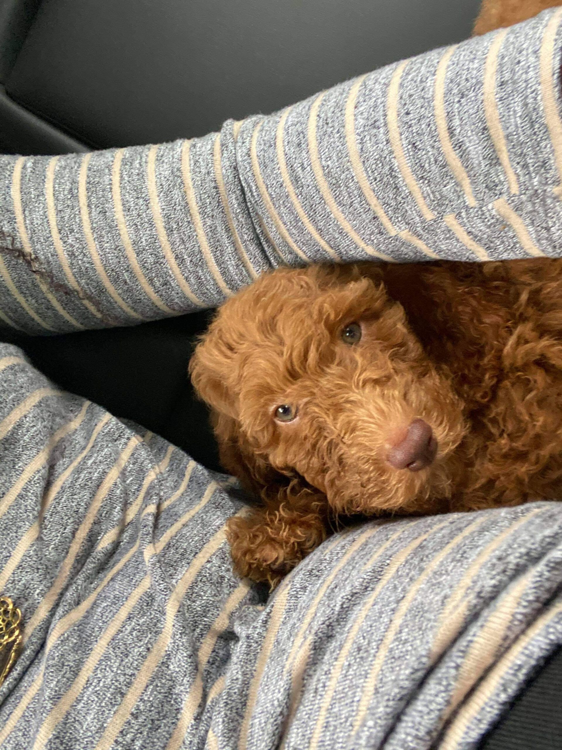 A brown poodle is laying on a striped blanket on a person 's lap.