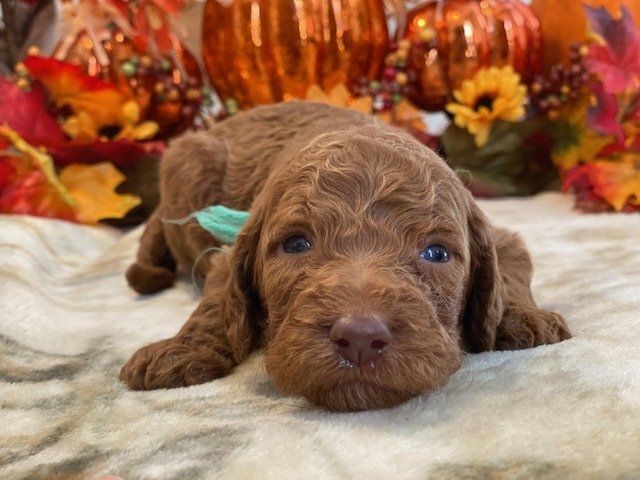 A brown puppy is laying on a blanket in front of pumpkins and leaves.